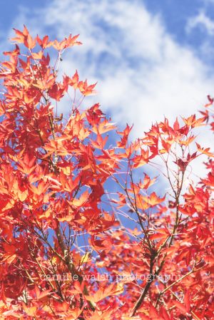 IMG_5031 copy2 copy.jpg